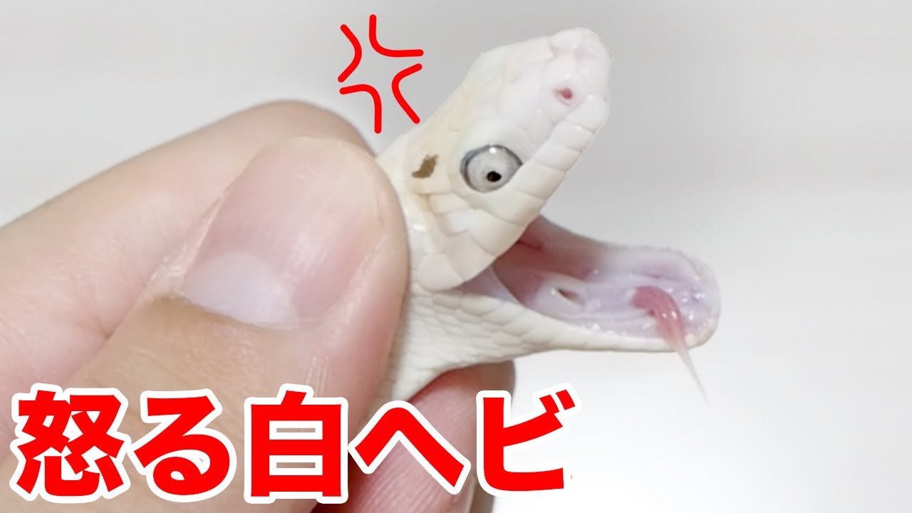 白ヘビの顔についたウ コを拭こうとした結果 Youtube