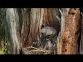 Great Gray Owl  Breakfast 5 13 17