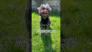 Dog breed of the month  Schnauzer | Country Living UK