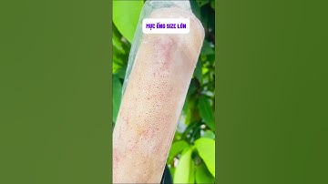 Mực ống size 3 con/ hàng cực tươi | MINOS .COM.VN #minos #hảisảnminos #seafood #minos2