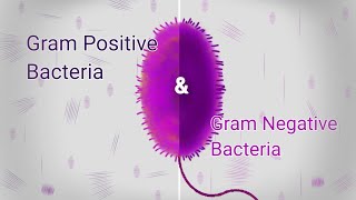Gram positive \& Gram Negative Bacteria Animation