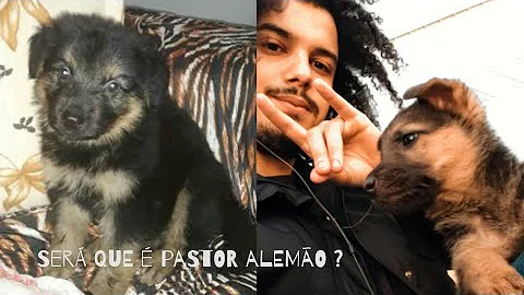 Como saber se o Pastor Alemão é legítimo?