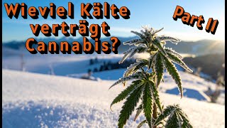 Wieviel Kälte kann Cannabis vertragen??