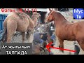 Талпада АТ жыгылды 😱 эки метр 🐪 КЕЛИШКЕН КУНАНДАР САТЫЛДЫ