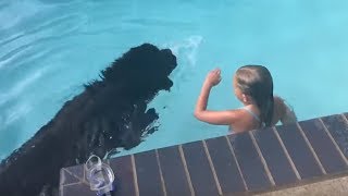 Newfoundland Dog Displays Water Rescue Instincts