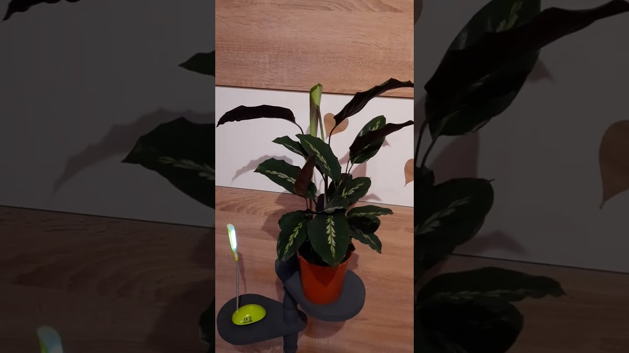 Calathek (Zebralevl)gondozsa pr mondatban