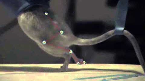 Rat Deaff  On treadmill - Sensory input from one side