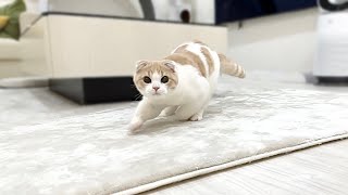 うんちすると異常なテンションで家中を走り回る子猫がかわいすぎたwww