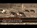 Rabbit Hunting In ATV Park | Benson's Kennel