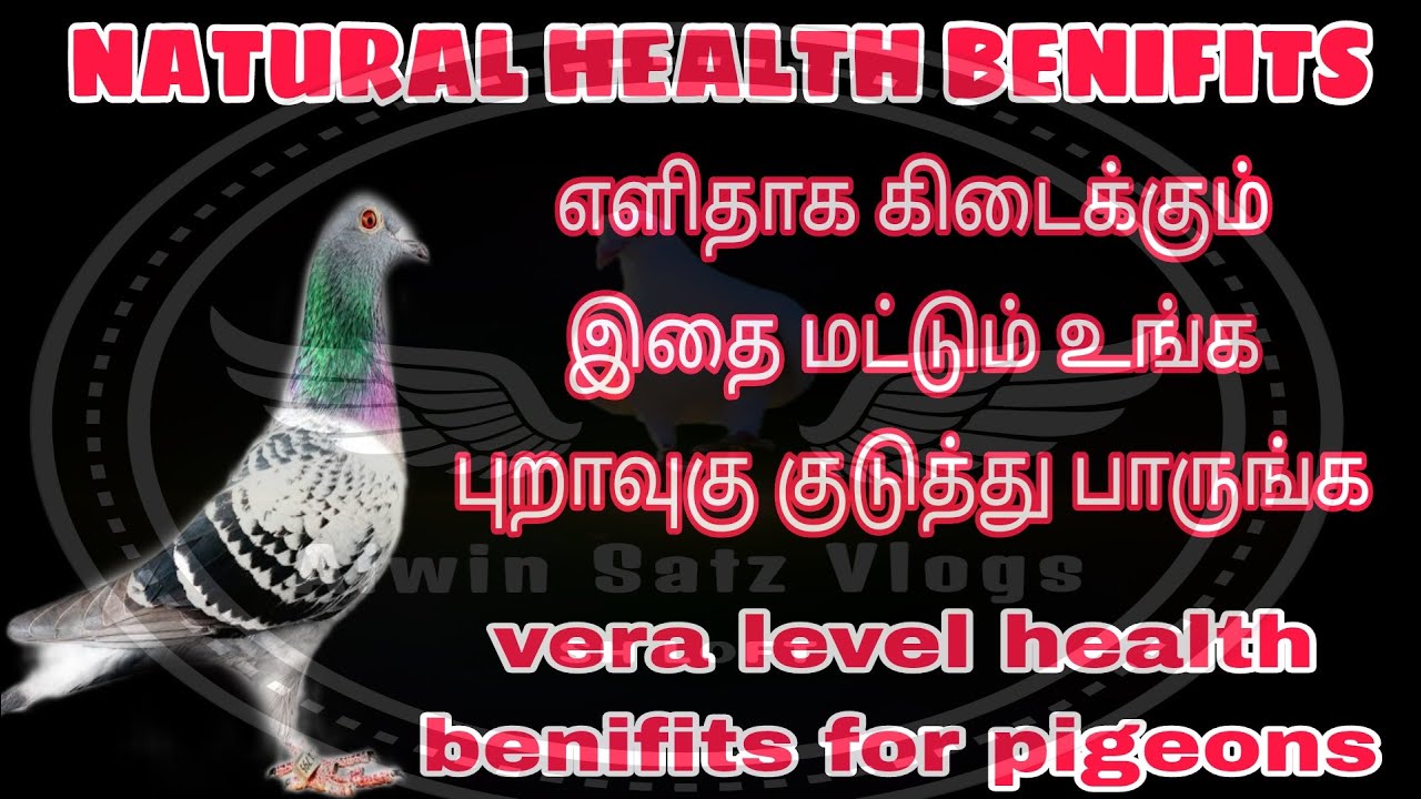NATURAL LEMON JUICE | HEALTH BENIFITS | RACING PIGEONS | புறாகளுக்கான இயற்கை எலுமிச்சை சாறு