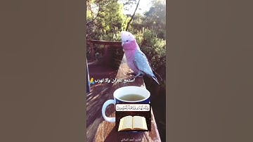 سبحان من خلق فأبدع🦜 ، طيور جميلة جدا،  مع صوت القرآن الكريم،  نتفكر في عظمة الخالق سبحانه وتعالى ❤❤