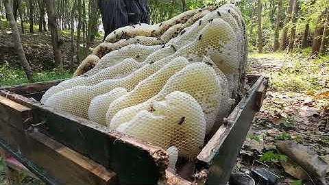 เต็มกล่องเลย เจอนางพญาจับปล่อยที่เดิม  น้ำผึ้งโพรงป่า  67EP.003   SUBIN:0884342740