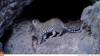 Persian leopard caught on camera