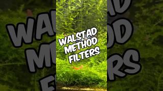 Using Filters In Walstad Method Aquariums