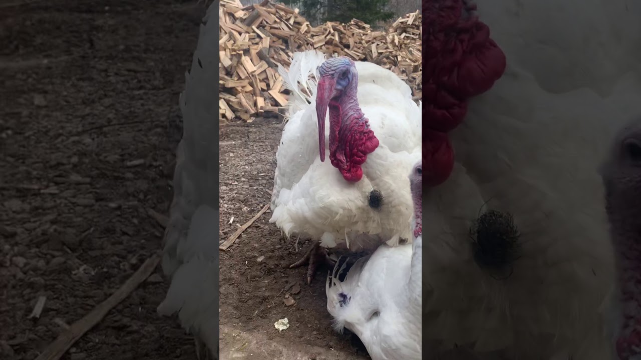 My Female Turkey Has A Beard