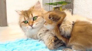 Mummy cat washing and grooming naughty kittens
