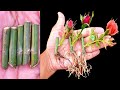 How to grow rose plant From cutting (New Techniques)