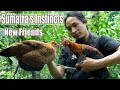 23 these traps are very effective and these chickens are the first seeds  sumatras instincts