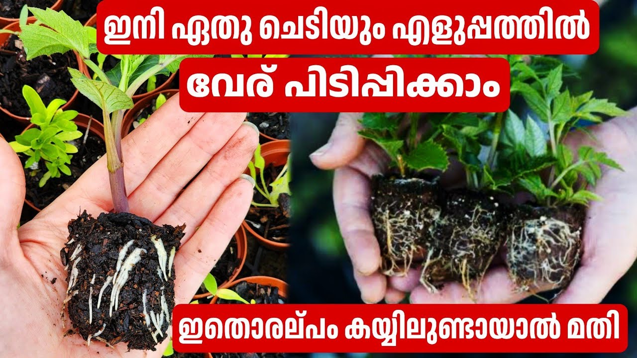ഏതു വേര് പിടിക്കാത്ത ചെടിയും എളുപ്പത്തിൽ വേര് പിടിപ്പിക്കാം