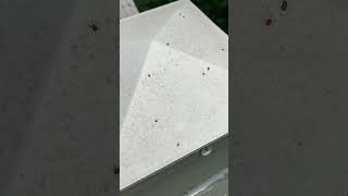 HOW TO TREAT A BAD SPRINGTAIL AND CLOVER MITE INFESTATION | BUGSPRAY.COM https://bugspray.com/crack by U-Spray Bugspray 3,519 views 11 months ago 3 minutes, 3 seconds