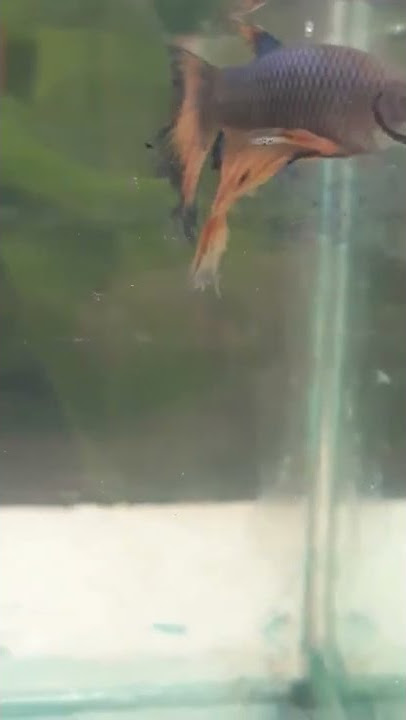 Ikan Cupang Halfmoon Black Yellow|Betta Fish