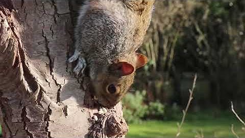 Nature Video Channed?What to do if the squirrel biting my tree?