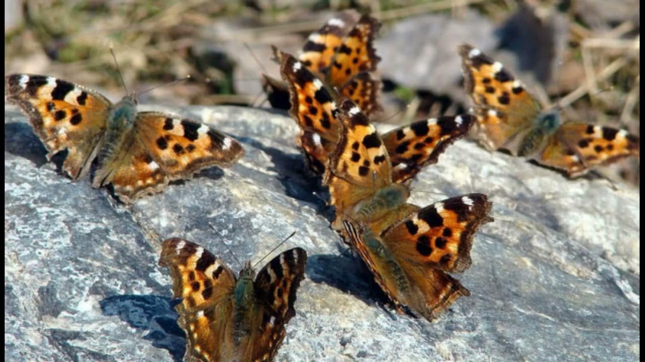 Бабочек легкая стая. Бабочки Адмирал. Крапивница. Репейница. Миграция бабочек репейниц. Стайка бабочек. Множество бабочек.
