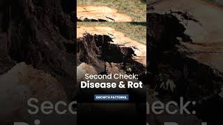 The Residential Arbor Audit: Balancing Structural Risk, Tree Health,