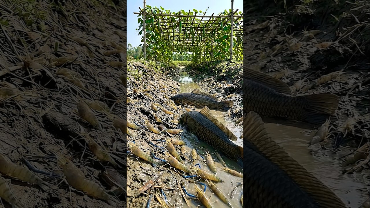 Wow! Amazing Polo Fishing Videos ! Best Big Fish Catching ! Primitive Technique fishing 