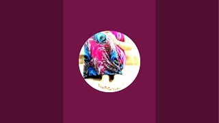 видео: Rina гуляем по Кейсарии картинка: Rina гуляем по Кейсарии