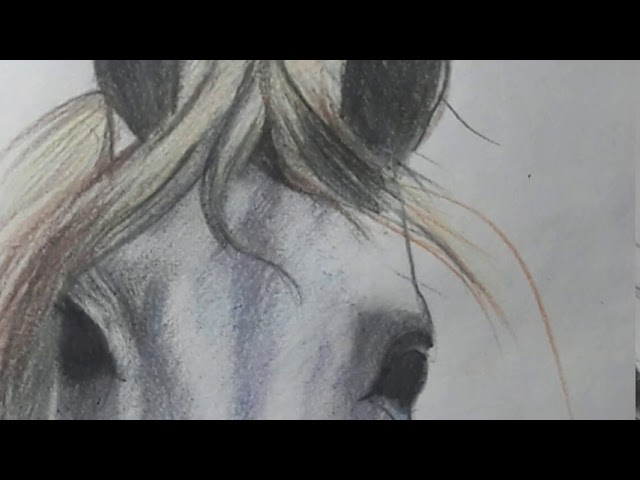 desenhando #cavalos🐴 #cavalocrioulo #cavalosdotiktok #desenho #artis