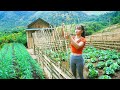 Technique growing bell peppers in wooden mold for narrow space building free farm