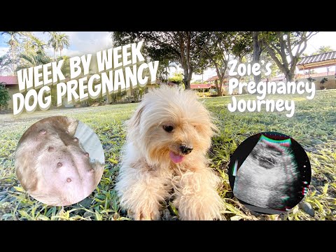 वीडियो: कुत्ते की गर्भावस्था और पिल्ला विकास के चरण