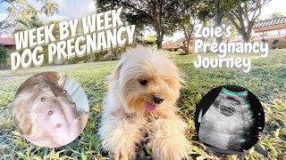 Week by Week (Shihtzu x Poodle) Dog Pregnancy | Zoie’s Pregnancy Journey Part 1