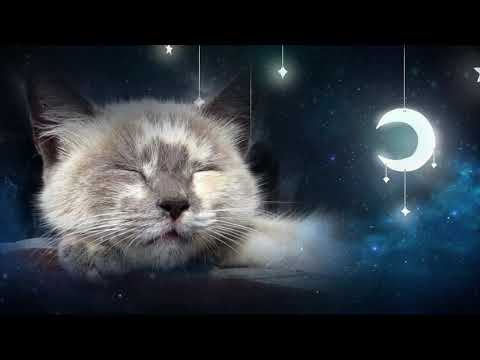 Relaxing Lullaby For Cat And Kitten - Cat Music - 1 Hour