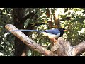 Red-billed Blue-Magpie