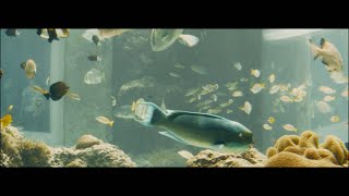 Okinawa Ocean Expo Park Aquarium, BMPCC4K, Sirui 24mm 1.35 Anamorphic