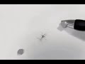 mosquito gets squished by magnets