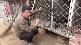 比特犬為啥被主人拋棄,原來發生了不可描述的一幕,東哥:我真怕