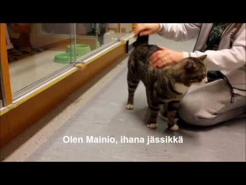 Video: Nenän Vuotaminen Kissoille Vuotava Nenä Kissoilla