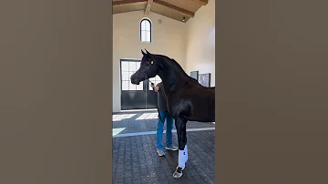 على نغمات حمحمة الجياد خيل عربي 