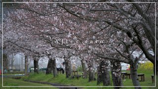 Nikon Z 8 & NIKKOR Z 28-400mm f/4-8 VR で撮る 雨上がりの朝 春の