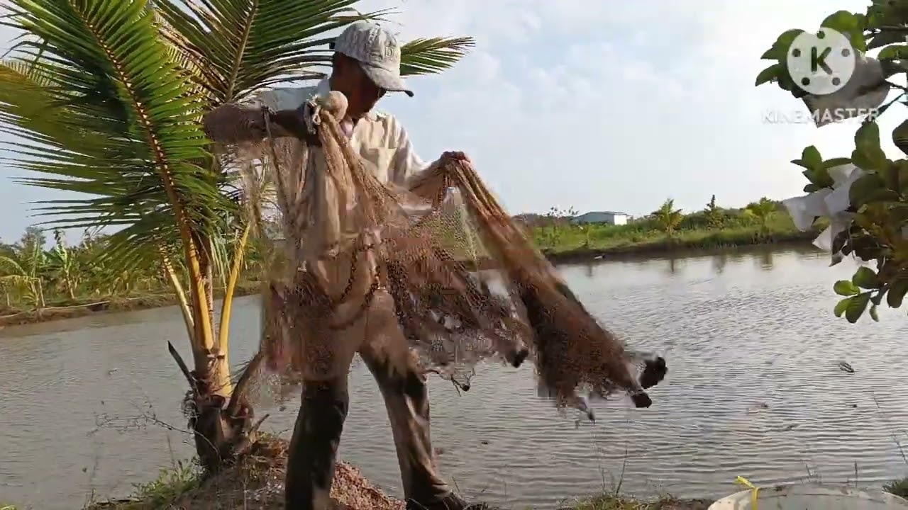 P 98 chài kiếm cá mà vô tôm càng xanh quá đã 