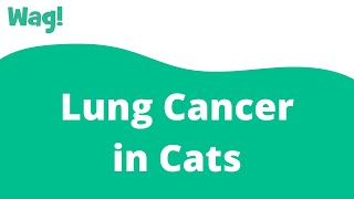 Lung Cancer in Cats | Wag!