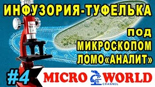 Инфузория-туфелька под микроскопом &quot;АНАЛИТ&quot; MICRO WORLD #4