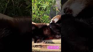 すっかり大きくなったピースケ #Shorts