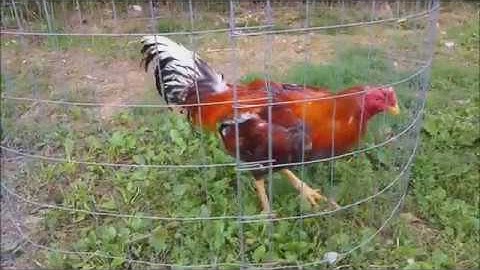 Qaib blue flat comb pama