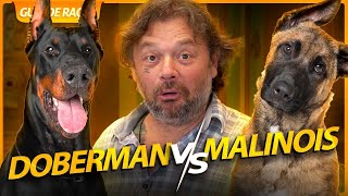 DOBERMANN E PASTOR DE MALINOIS, OS DOIS MELHORES CÃES DE GUARDA? | RICHARD RASMUSSEN