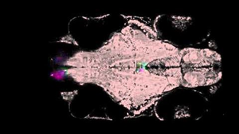 Brain-wide neuronal dynamics during motor adaptation in zebrafish.