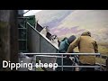 Farming life S2E30: Dipping sheep